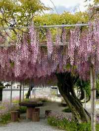Wisteria Wonderland at Chofukuji Temple