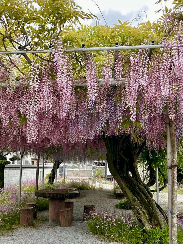 Wisteria Wonderland at Chofukuji Temple
