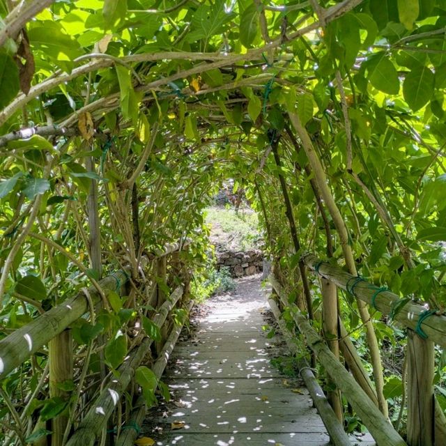 Secluded Splendour: the Botanical Gardens of Crete 🦋