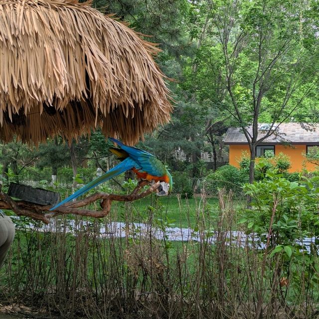 Beijing Wildlife Park from Daxing airport