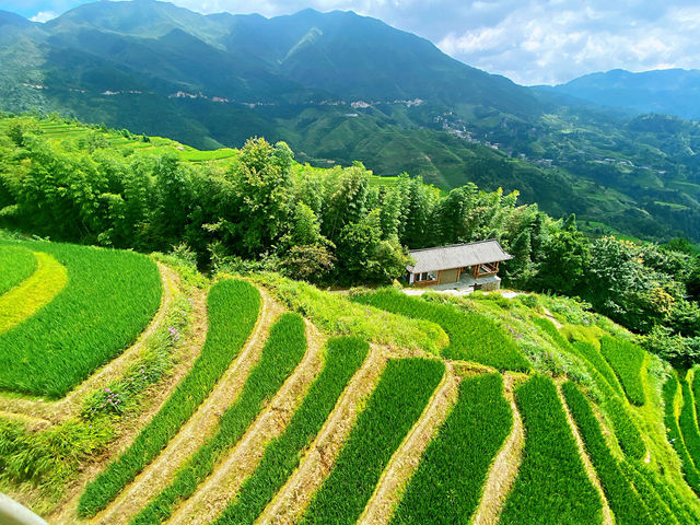 🌾 Stairway to Heaven: LongJi’s Golden Rice Terraces 🌄