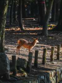 🌸 Nara Park: Where Nature, History & Sacred Deer Meet 🇯🇵✨