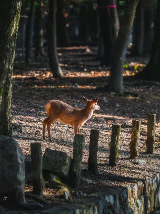 🌸 Nara Park: Where Nature, History & Sacred Deer Meet 🇯🇵✨