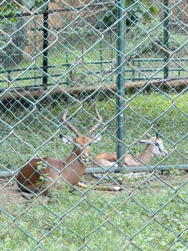 🦁🌿 Vigan Safari Adventure – Where the Wild Roars in the North! 🌿🦓