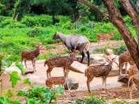 Safari in Bangalore 🐘🐅🦁 A must see ❤️