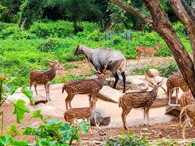 Safari in Bangalore 🐘🐅🦁 A must see ❤️