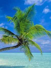 Experience Paradise at Furaveri Island Resort & Spa 