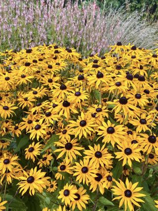 Flowers guide the experience at RHS Garden Harlow Carr. 🌸🚶‍♀️🌿