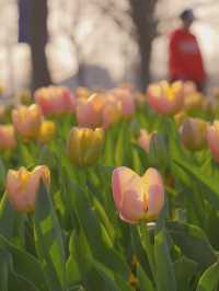 🌷Blooming tulips brighten up 