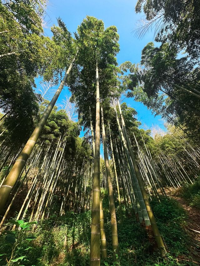 Bamboo Forest Hiking in Moganshan🎋🌿