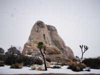 The strange rocks are the main characters, the weird trees are just embellishments, and the Joshua Tree National Park is covered in heavy snow.