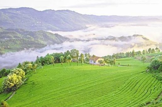 Chabuxi, where you can enjoy azalea flowers while taking a spring outing.