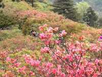 In Ma'cheng, Hubei, the 100,000 mu azalea forest on Guifeng Mountain is in full bloom, and its vast area is unparalleled in China.