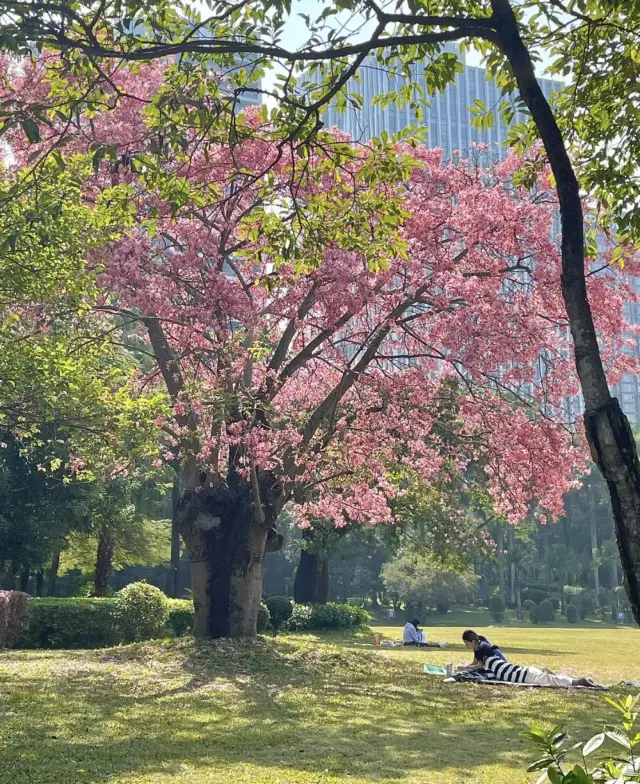 深圳粉色的浪漫，攻略來了