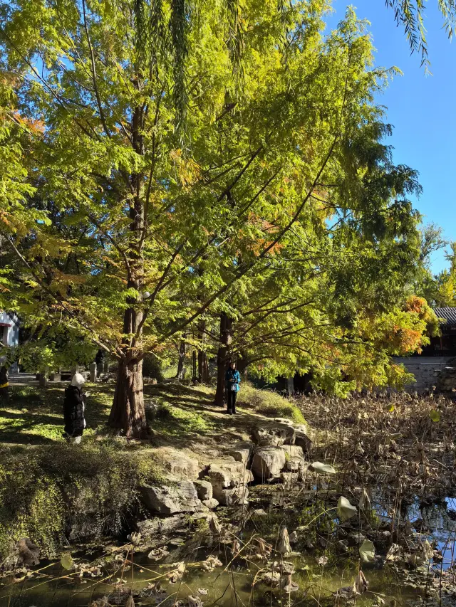 It's a perfect autumn day for a stroll in Zhongshan Park, followed by morning tea at Lai Jin Yu Xuan