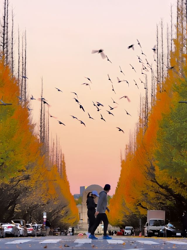 東京神宮外苑銀杏大道：一場金黃的秋日盛宴等你來賞