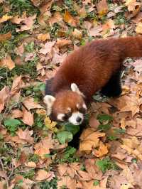 兒時聖地上海動物園裡有什麼?