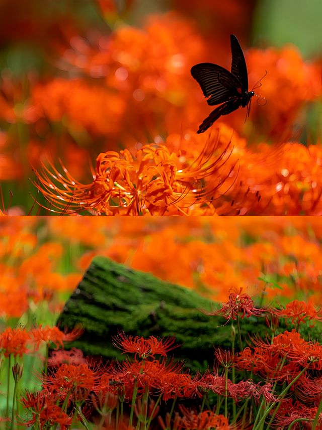 東京旅行日歸:巾著田曼珠沙華