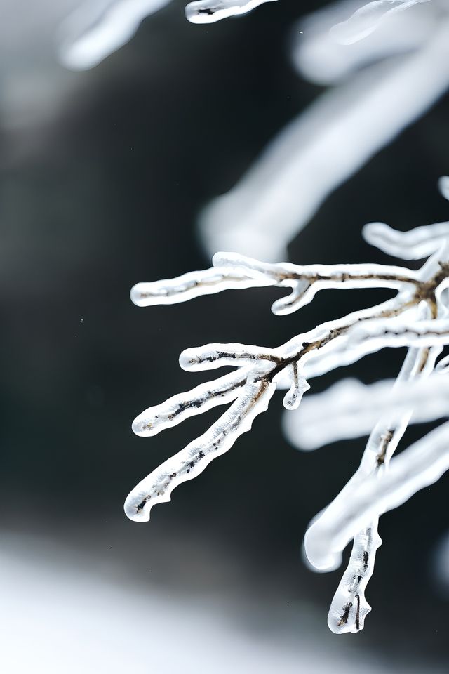 武漢的雪，落在了木蘭山之上