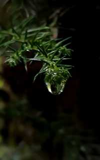 在雨中漫步恩施坪壩營，感受北緯30度的神秘美