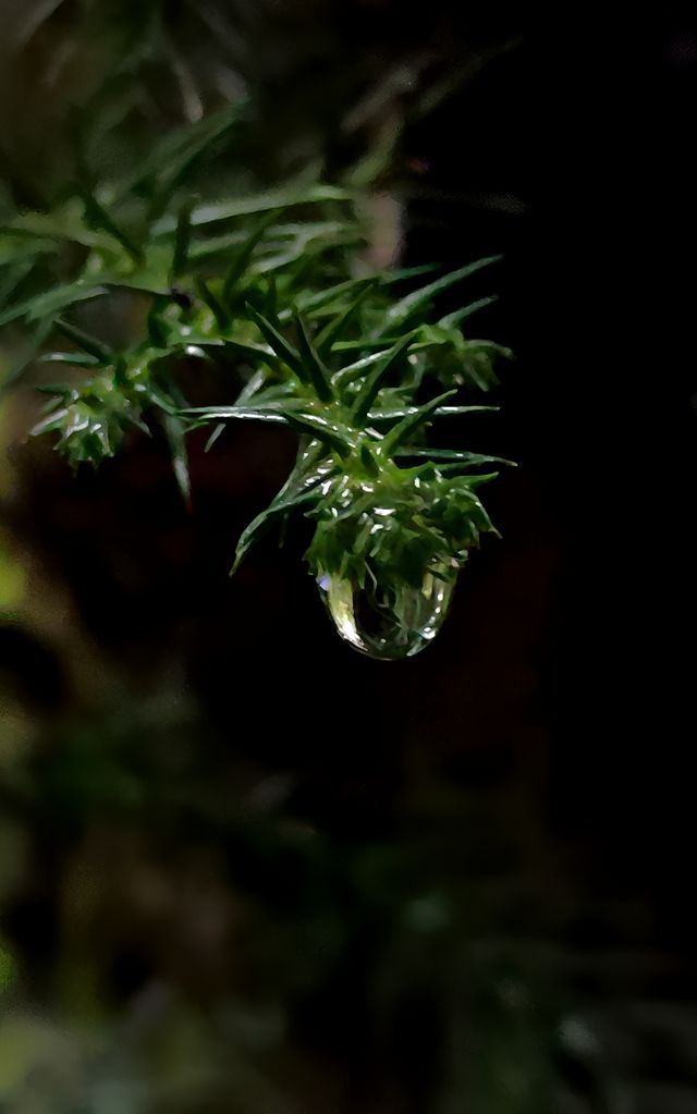 在雨中漫步恩施坪壩營，感受北緯30度的神秘美