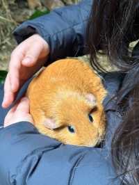 新西蘭北島Staglands，零距離接觸野生保護動物