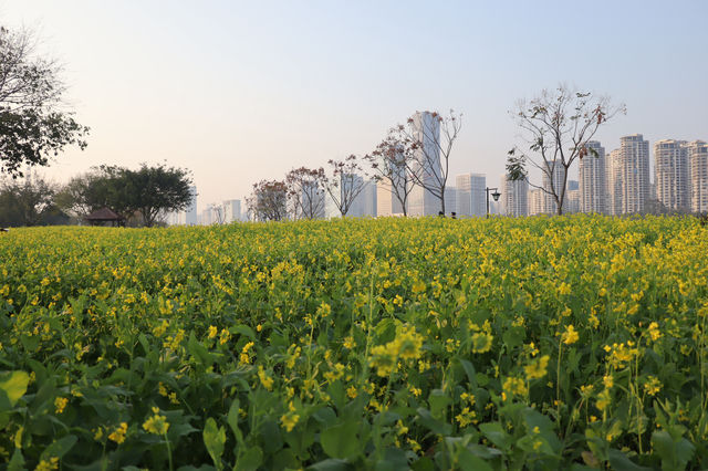 城市裡的金色油菜花海（二）