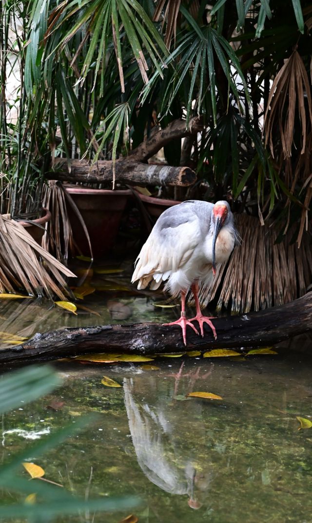 廣州長隆野生動物園——動物攝影的天堂