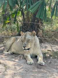 在動物園散步才是正經事｜safari攻略｜