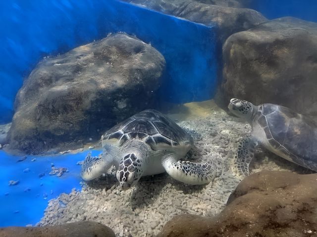 邢台海洋樂園，孩子們的天堂