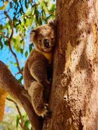 來了才知道澳洲就是個大型野生動物園啊！