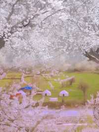 美過日本樱花！！登上《中國國家地理》 有多美
