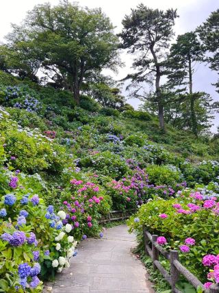 Shimoda Park - Bathed in a Sea of Hydrangeas!