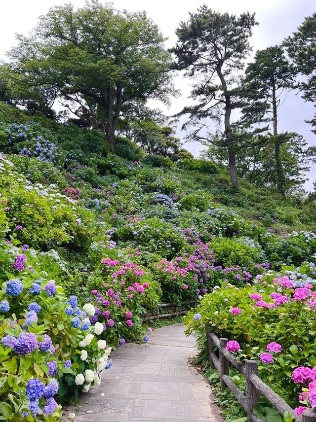 下田公園——沐浴在紫陽花的海洋！
