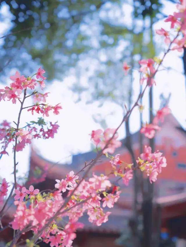 When the World Heritage Quanzhou, a millennium-old temple, meets the blooming season