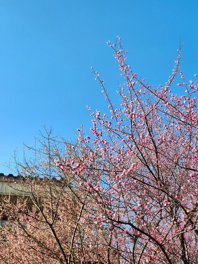 重慶鴻恩寺梅花盛開正當時！