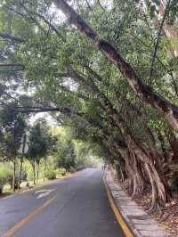 仙湖植物園，與大自然零距離接觸！