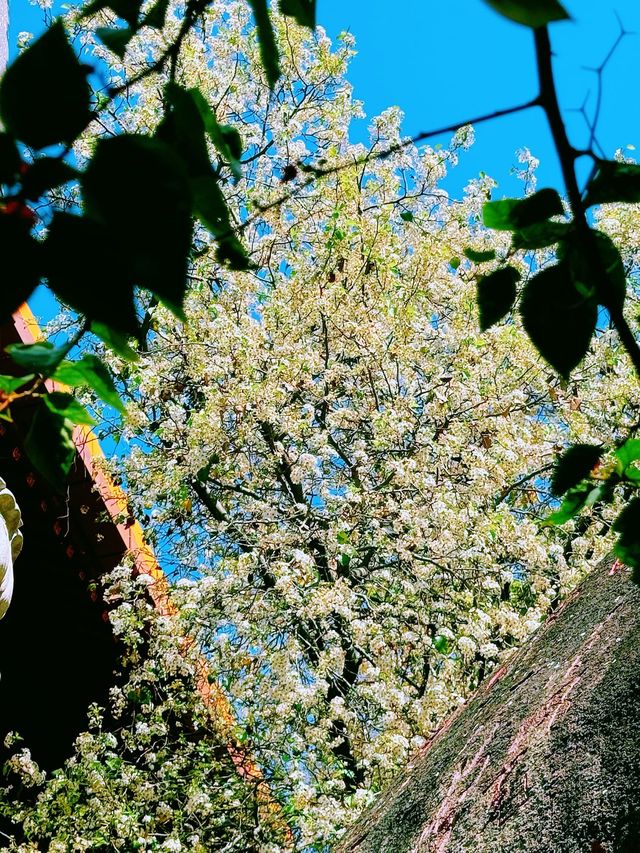 廈門春日裡的梨花，開得那個美呀