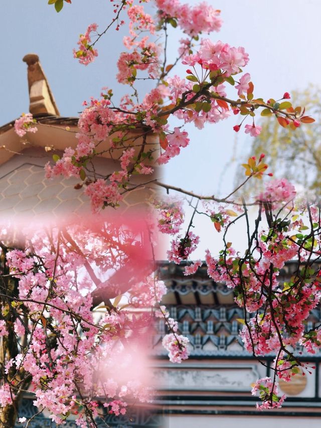 昆明春遊記|花開盛景，與春相約