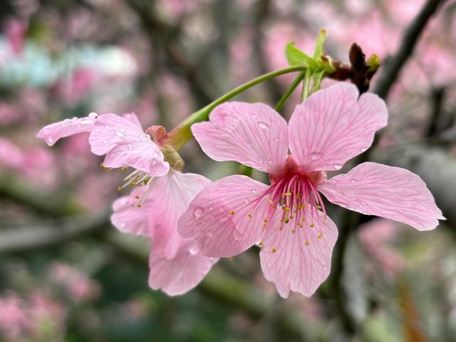 被99%廈門人忽略的櫻花園！（3月23日實況）