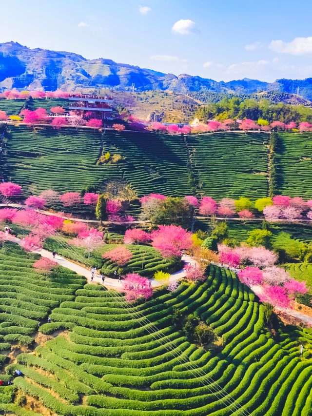 在福建！賞櫻不必遠赴日本，永福櫻花園等你來探