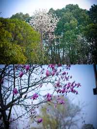 一個城市公園 春天的雙休日人都擠不進去