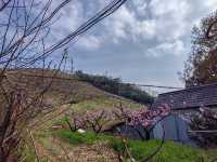 春日的莫干山，逍遙又自在