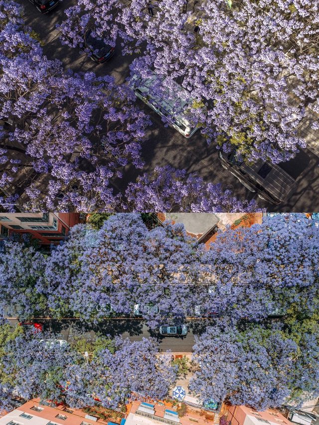 四五月份來雲南，一定不能錯過昆明藍花楹