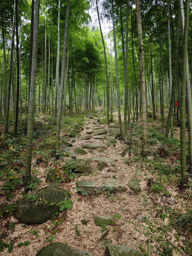 秋日，來莫干山徒步吧