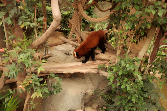 不去迪斯尼人擠人，香港海洋公園的性價比就穩贏了