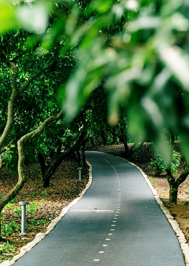 深圳出遊|小眾人少治癒系碧道