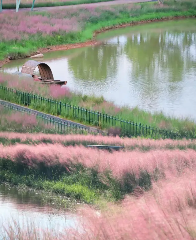 南宁园博园の秋の日は、ロマンチックなピンク色の開始です