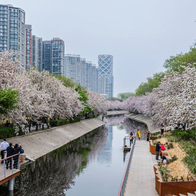 Springtime Bliss at Wangjing Park 🌸🌿 