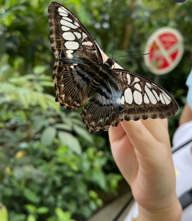 蝴蝶公園，昆蟲王國，一場奇妙的邂逅！